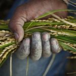 Agricoltura Hi Tech per salvare il clima