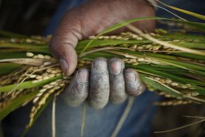 Scopri di più sull'articolo Agricoltura Hi Tech per salvare il clima
